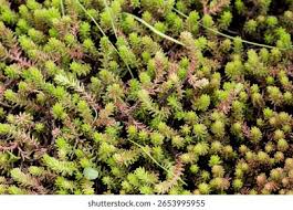 Attēlu rezultāti vaicājumam “Sedum sexangulare leaf”