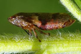 Attēlu rezultāti vaicājumam “Aphrophora alni”