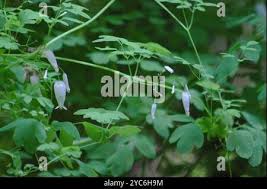 Image result for Adlumia fungosa
