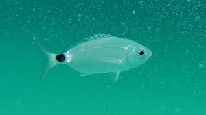 Image result for Oblada melanurus