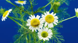 Attēlu rezultāti vaicājumam “Tripleurospermum inodorum”