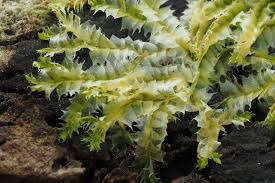 Attēlu rezultāti vaicājumam “Lophocolea bidentata”