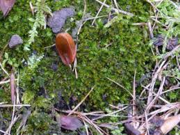 Attēlu rezultāti vaicājumam “Tritomaria exsectiformis”