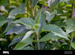 Attēlu rezultāti vaicājumam “Helianthus tuberosus leaf”