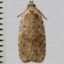 Attēlu rezultāti vaicājumam “Agonopterix heracliana”