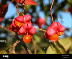 Attēlu rezultāti vaicājumam “Euonymus europaeus fruit”