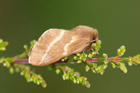 Attēlu rezultāti vaicājumam “Malacosoma castrensis”