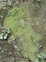 Attēlu rezultāti vaicājumam “Biatora sphaeroides”