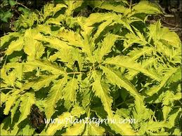 Attēlu rezultāti vaicājumam “Sambucus racemosa leaf”