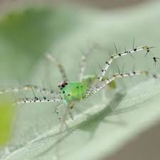 Attēlu rezultāti vaicājumam “Trichia longipalpis macro”