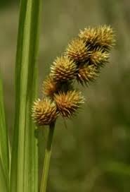 Attēlu rezultāti vaicājumam “Carex chordorrhiza fruit”