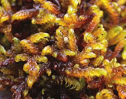 Attēlu rezultāti vaicājumam “Palustriella falcata”