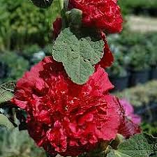 Image result for Alcea rosea `Appleblossom`