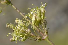 Attēlu rezultāti vaicājumam “Silene otites”