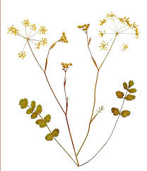 Image result for Pimpinella saxifraga