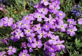 Attēlu rezultāti vaicājumam “Aubrieta deltoidea flower”