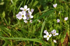 Attēlu rezultāti vaicājumam “Cardamine pratensis”