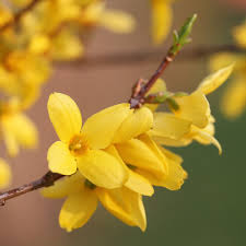 Attēlu rezultāti vaicājumam “Forsythia suspensa”