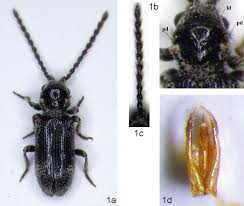 Attēlu rezultāti vaicājumam “Ptinus sp. male”