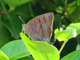 Attēlu rezultāti vaicājumam “Theclinae”