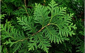 Attēlu rezultāti vaicājumam “Thuja occidentalis leaf”