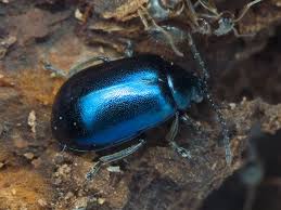 Attēlu rezultāti vaicājumam “Agelastica alni”