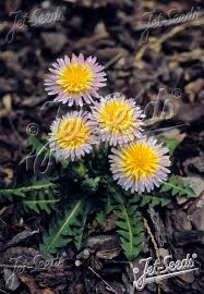 Attēlu rezultāti vaicājumam “Taraxacum suecicum flower”