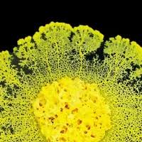 Attēlu rezultāti vaicājumam “Physarum contextum sessile”