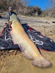 Image result for Silurus glanis