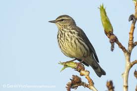 Image result for Seiurus noveboracensis