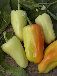 Afbeeldingsresultaat voor hungarian sweet white sweet pepper