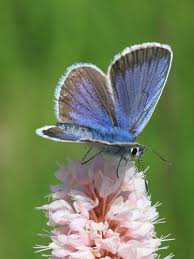 Attēlu rezultāti vaicājumam “Plebejus argus”
