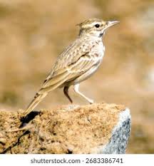 Attēlu rezultāti vaicājumam “Galerida cristata”