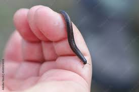 Attēlu rezultāti vaicājumam “Ommatoiulus sabulosus”