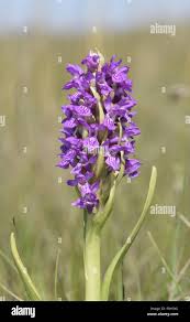 Attēlu rezultāti vaicājumam “Dactylorhiza incarnata flower”