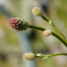 Attēlu rezultāti vaicājumam “Sanguisorba officinalis bud”