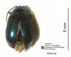 Attēlu rezultāti vaicājumam “Altica sp.”