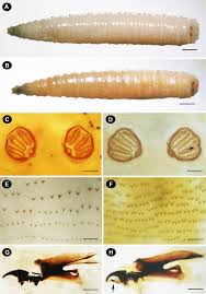 Attēlu rezultāti vaicājumam “Craniophora ligustri larva”