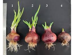 Attēlu rezultāti vaicājumam “Allium cepa”