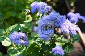 Image result for Ageratum mexicanum