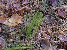 Attēlu rezultāti vaicājumam “Huperzia selago”