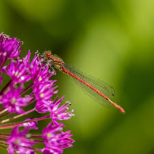 Attēlu rezultāti vaicājumam “Pyrrhosoma nymphula”