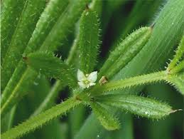 Image result for Galium aparine