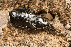 Attēlu rezultāti vaicājumam “Pterostichus quadrifoveolatus”