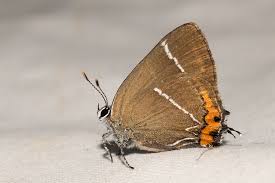 Attēlu rezultāti vaicājumam “Satyrium w-album”