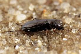 Attēlu rezultāti vaicājumam “Notiophilus germinyi”