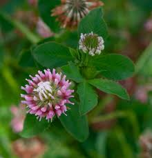 Attēlu rezultāti vaicājumam “Trifolium hybridum flower”