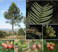 Attēlu rezultāti vaicājumam “Cephalozia connivens macro”