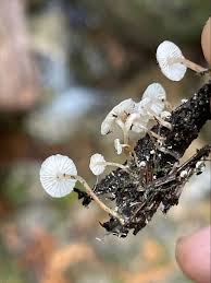 Attēlu rezultāti vaicājumam “Collybia tuberosa”