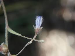 Attēlu rezultāti vaicājumam “Stemonitopsis aequalis (var. aequalis) stalked”